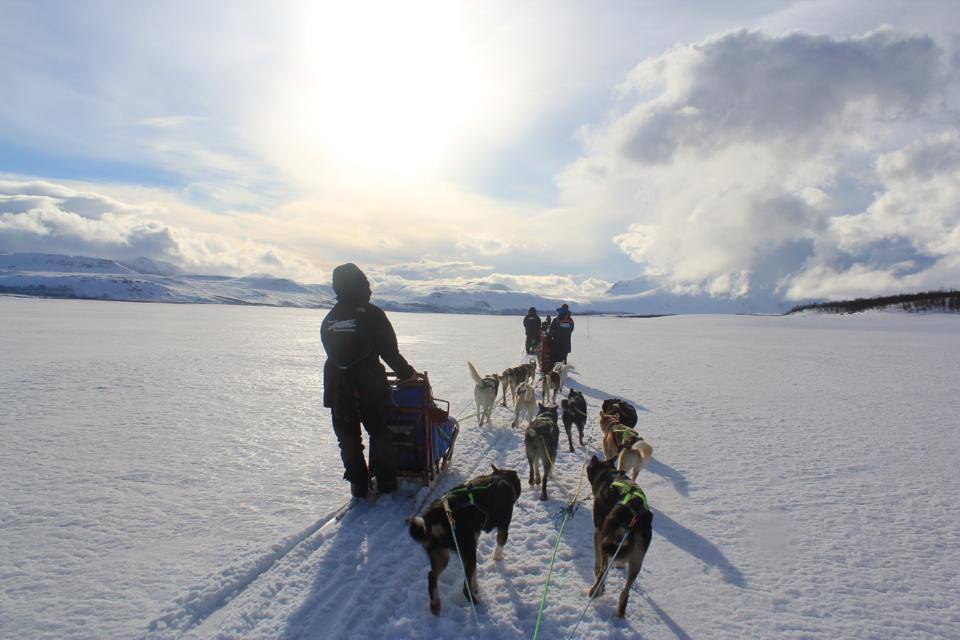 dogsledding-norway